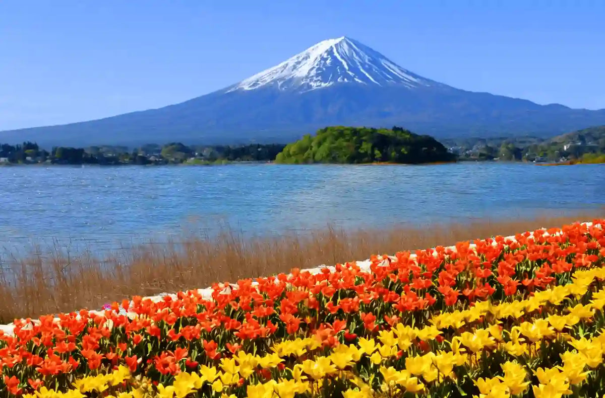 Oishi Park(30 minutes)