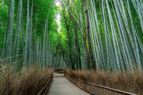 Arashiyama Bamboo Grove: The Guide for First-Timers