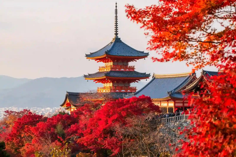 Japan Fall Foliage