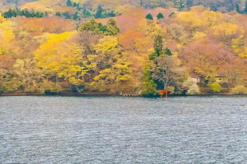 Hakone Fall Foliage 2026: Peak Dates, Spots & 1-Day Tour Route