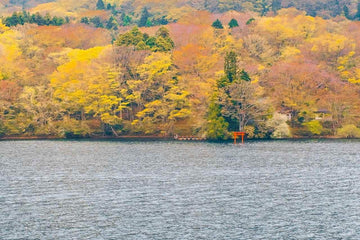 Hakone Fall Foliage 2026: Peak Dates, Spots & 1-Day Tour Route