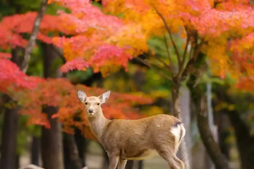 Nara Autumn Foliage 2026: Dates, Spots & Itinerary