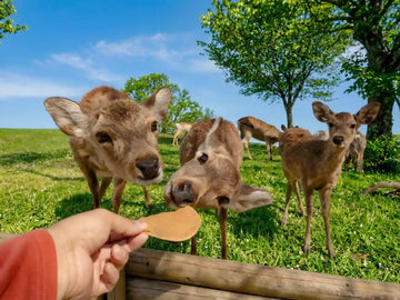 15 Best Things to Do in Nara, Japan