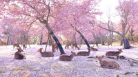 Nara Cherry Blossom 2026: Best Spots & Forecast - Keep Good Trip