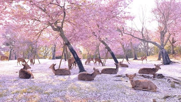 Nara Cherry Blossom 2026: Best Spots & Forecast - Keep Good Trip