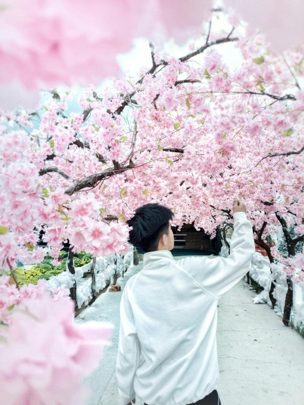The Ultimate Japan Cherry Blossoms Guide to Full Bloom - Keep Good Trip