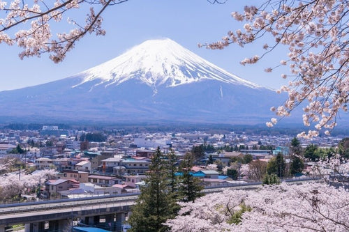 Mt Fuji Cherry Blossom 2026: When & Where to See Sakura