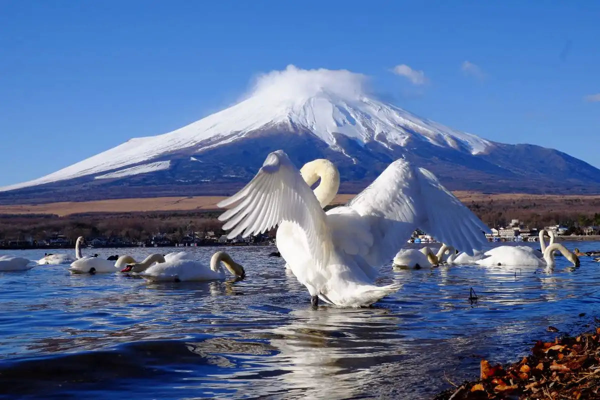 Lake Yamanaka - Keep Good Trip