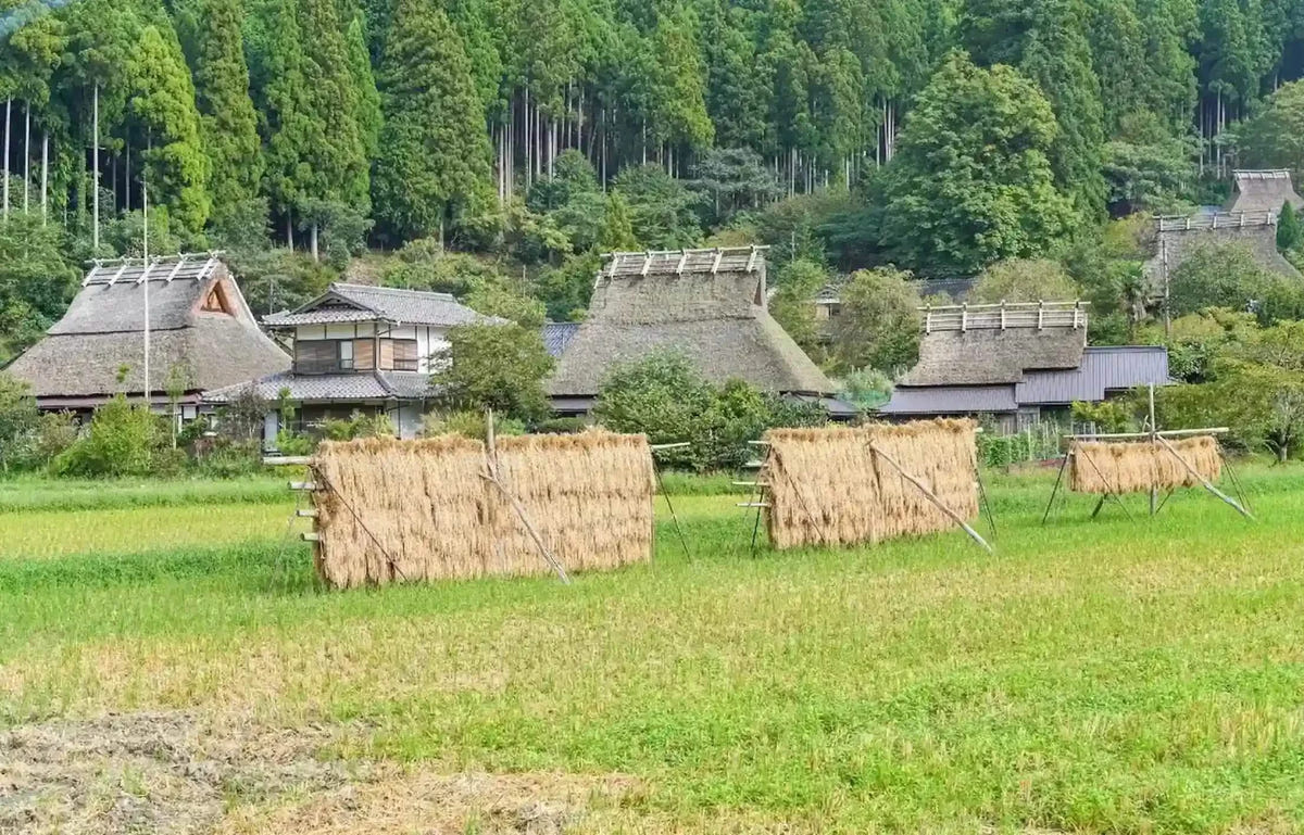 Private Amanohashidate, Ine Funaya & Miyama Tour from Kyoto/Osaka