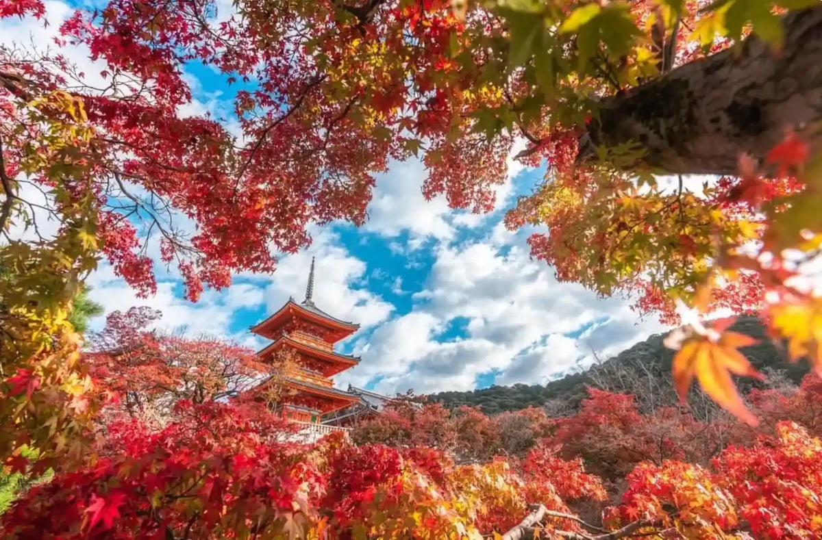 Kinkaku-ji, Kiyomizu-dera, and Byōdō-in from Kyoto/Osaka