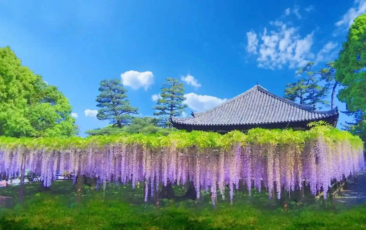 Kinkaku-ji, Kiyomizu-dera, and Byōdō-in from Kyoto/Osaka