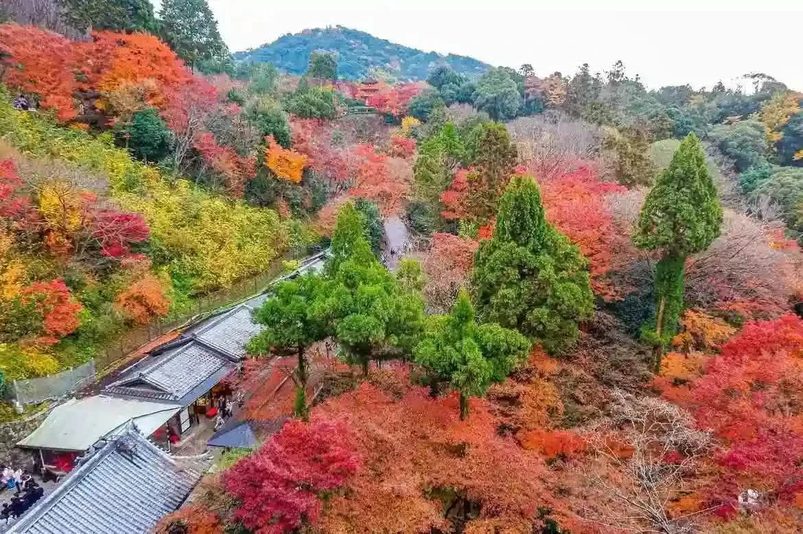 Kinkaku-ji, Kiyomizu-dera, and Byōdō-in from Kyoto/Osaka