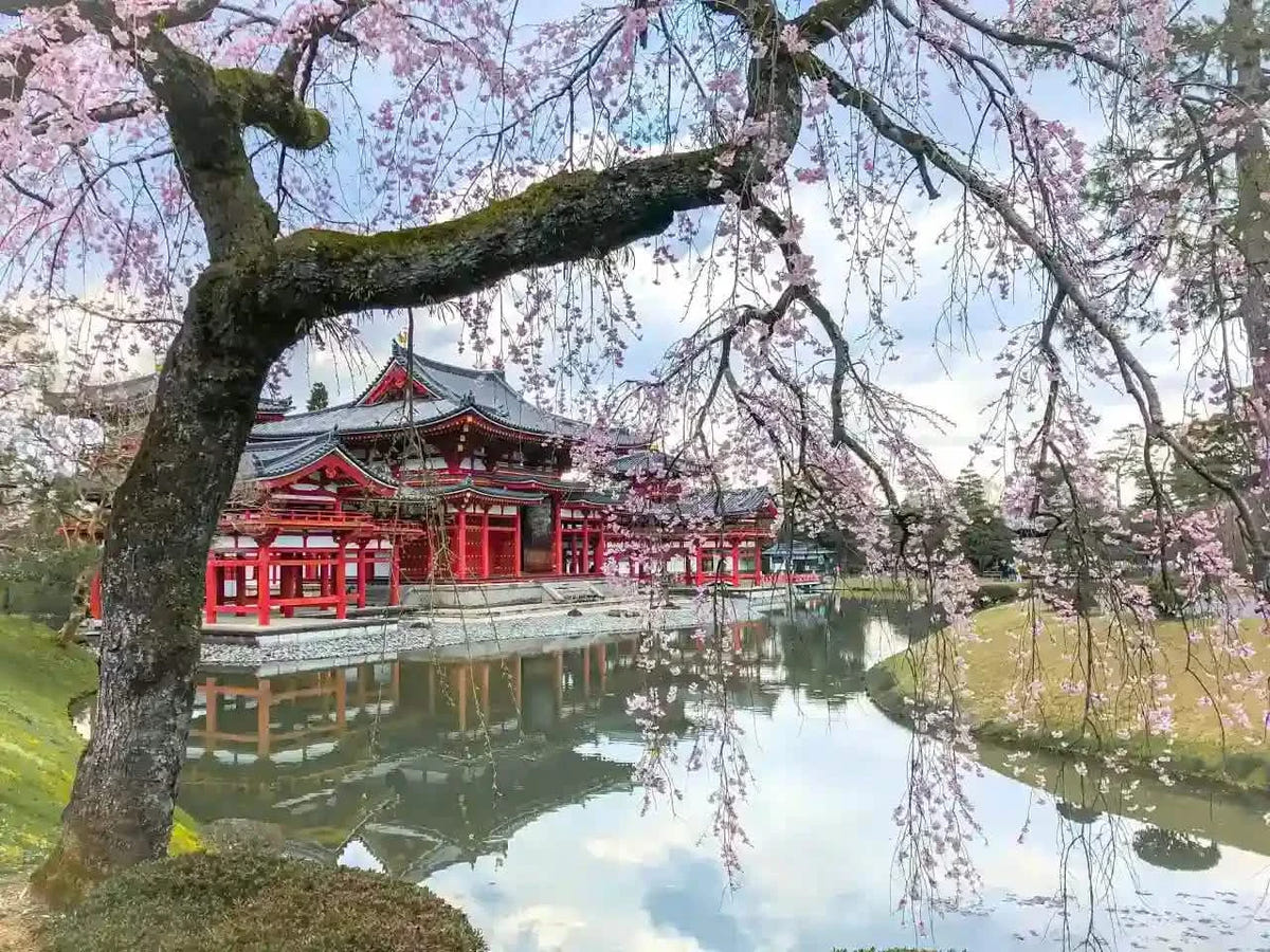 Kinkaku-ji, Kiyomizu-dera, and Byōdō-in from Kyoto/Osaka