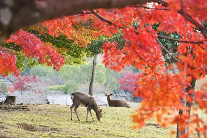 Arashiyama Sagano Train, Nara Park, Fushimi Inari Taisha Tour from  Osaka