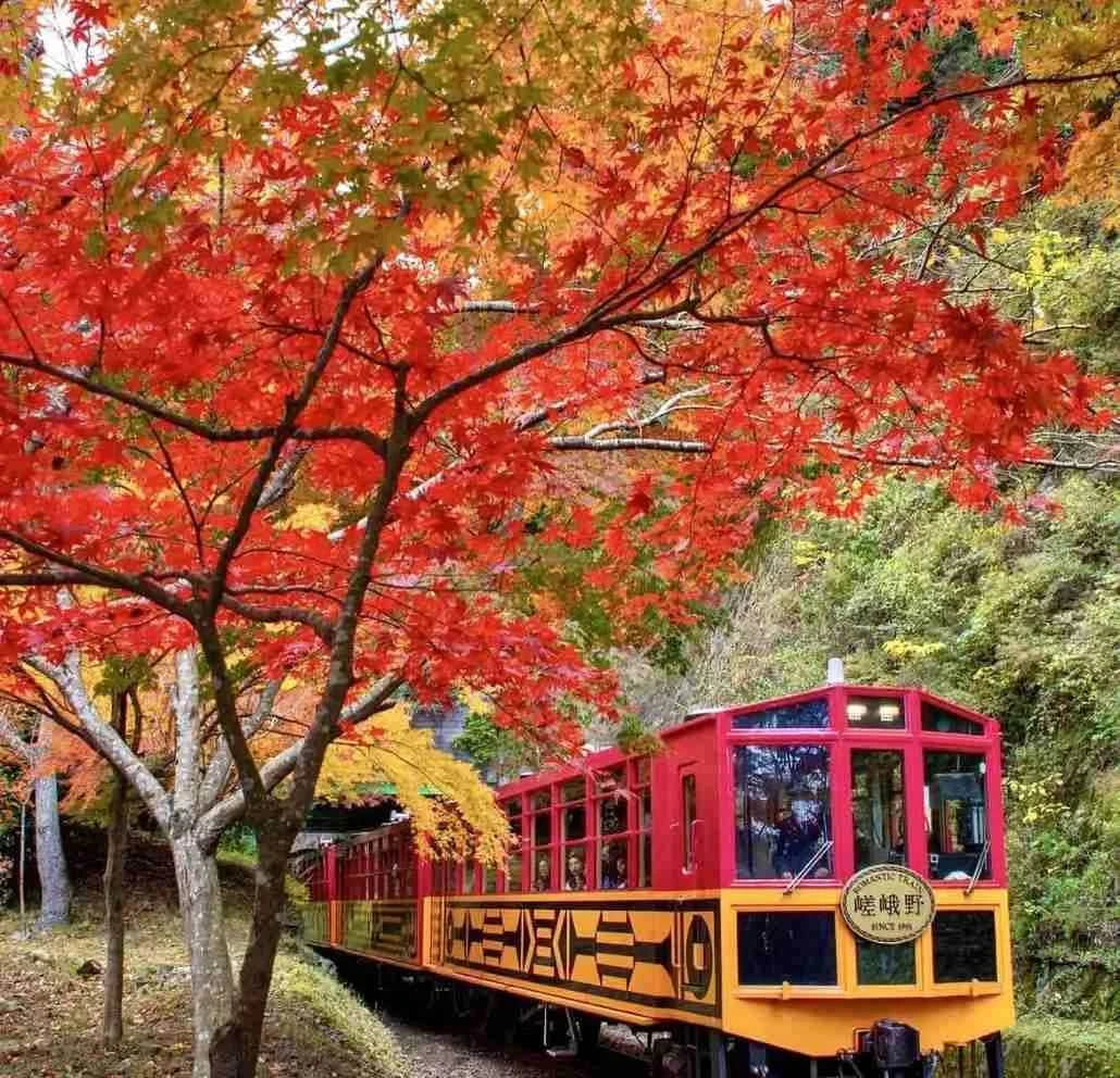 Arashiyama Sagano Train, Nara Park, Fushimi Inari Taisha Tour from  Osaka