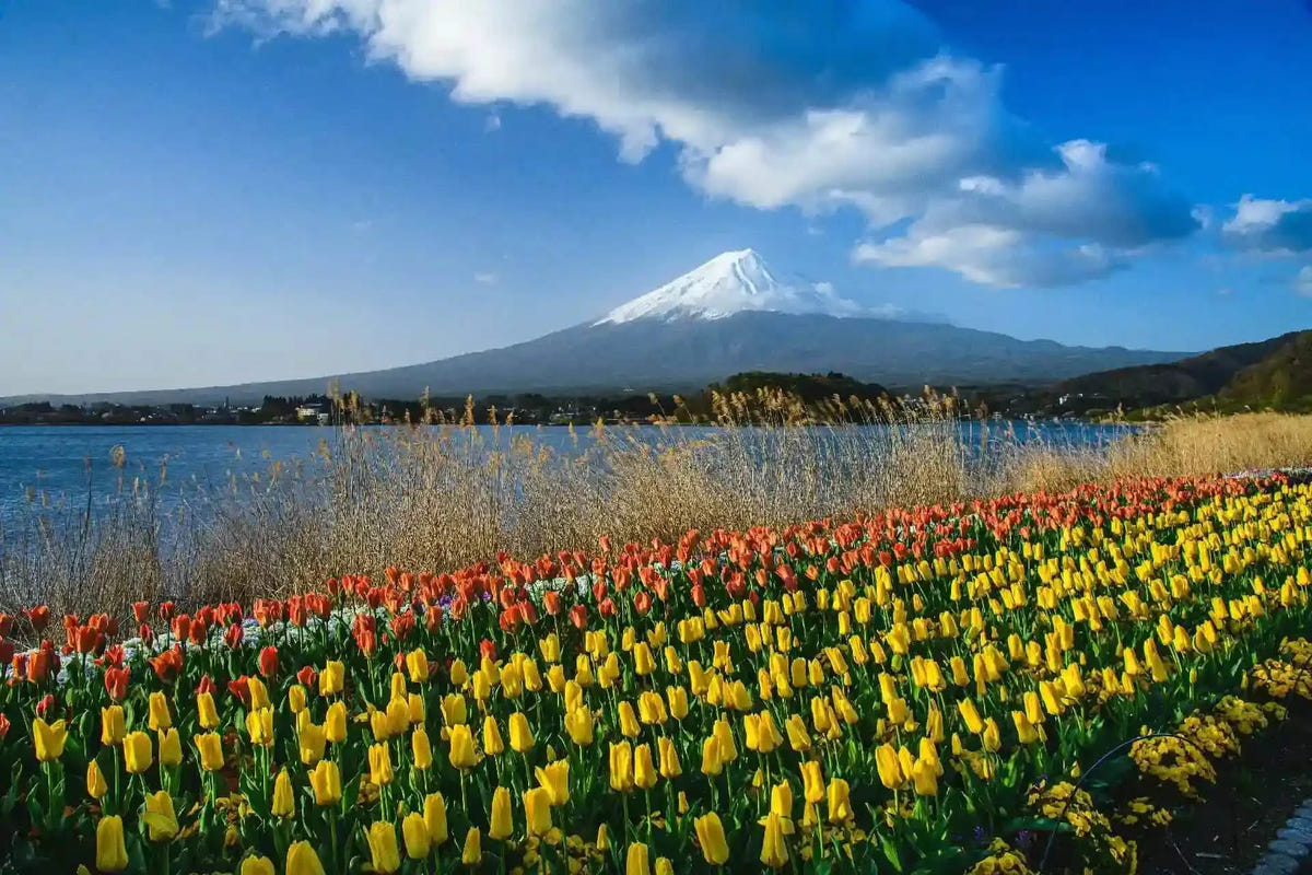 Private Mt Fuji Day Tour: Chureito Pagoda, Oshino Hakkai & Yamanaka from Tokyo