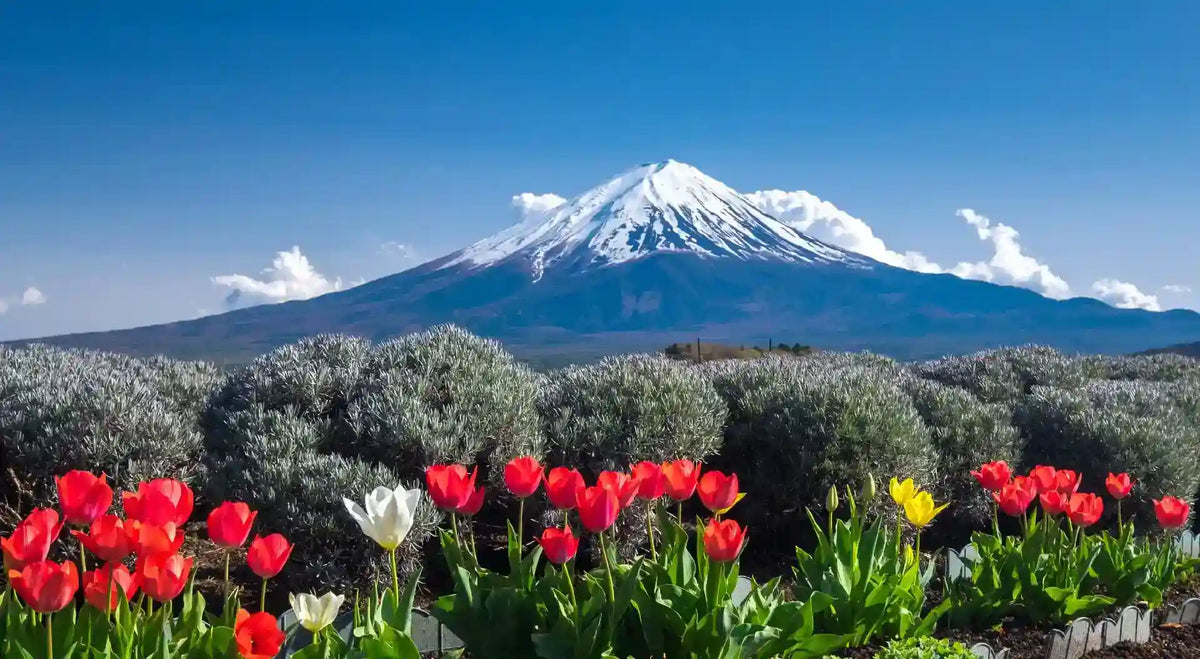 Mount Fuji Panoramic Ropeway, Lake Kawaguchi Tour from Tokyo