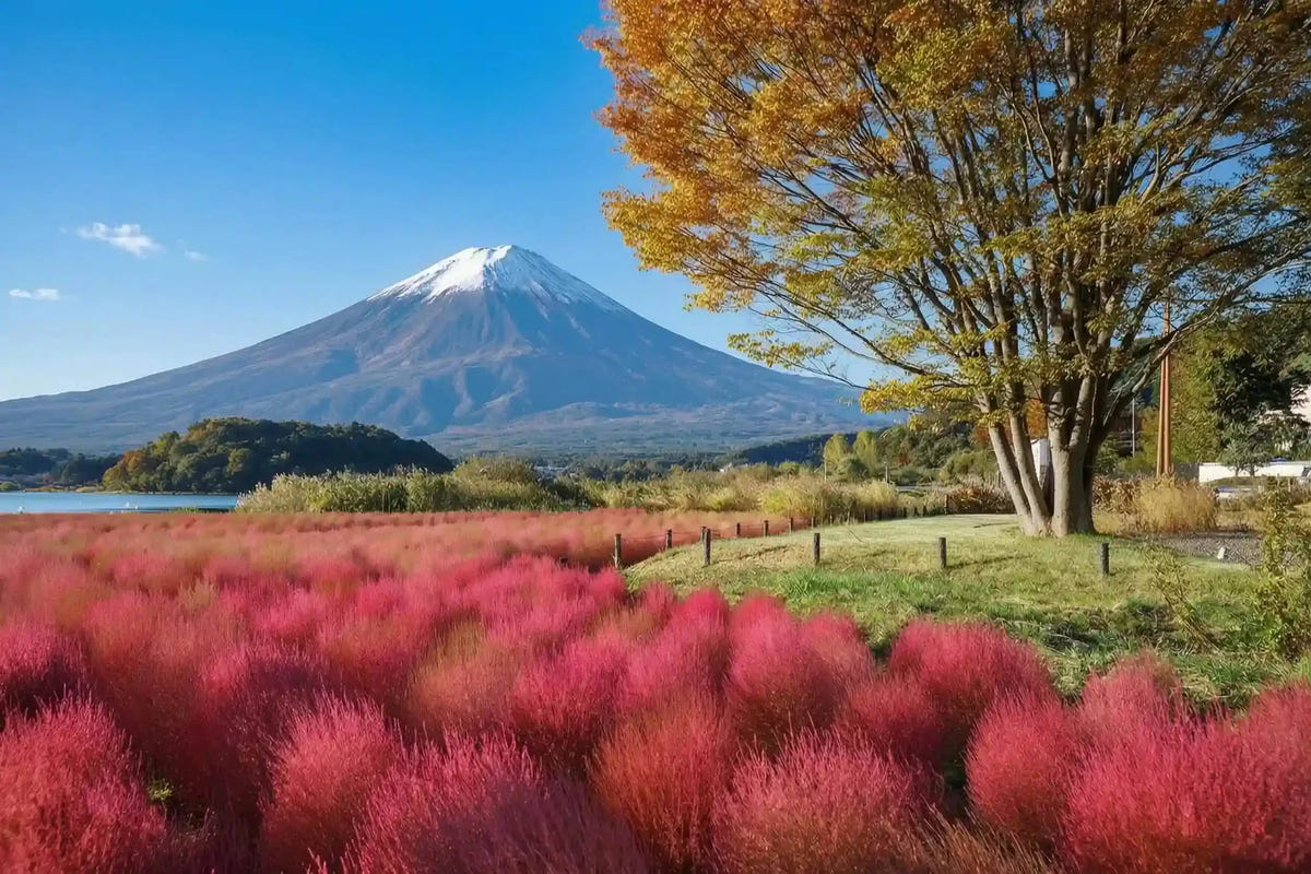 Private Mount Fuji Panoramic Ropeway, Lake Kawaguchi Tour from Tokyo