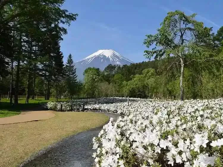 Private Mt Fuji, Oishi Park, Ninja Village, Oshino Hakkai from Tokyo
