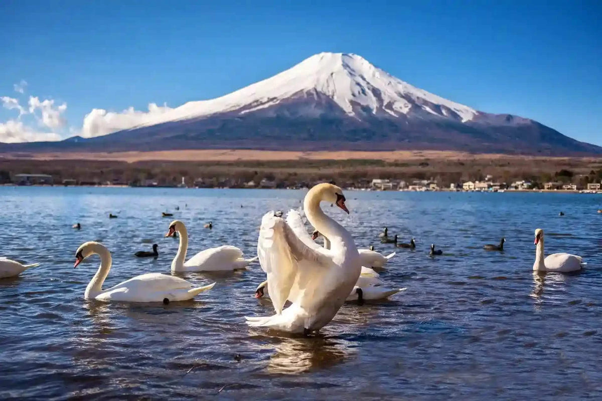 Private Mt Fuji Day Tour: Chureito Pagoda, Oshino Hakkai & Yamanaka from Tokyo
