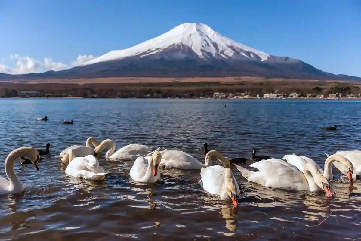 Private Mt Fuji, Oishi Park, Ninja Village, Oshino Hakkai from Tokyo