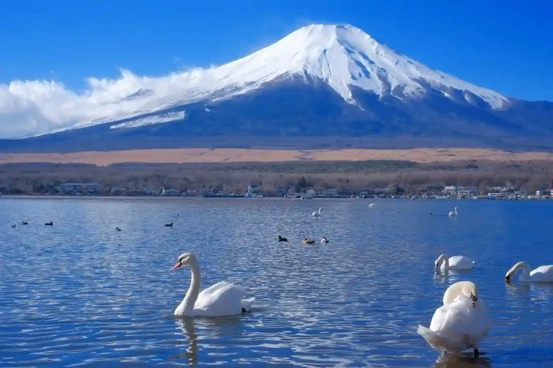 Lake Yamanaka(20 mins)