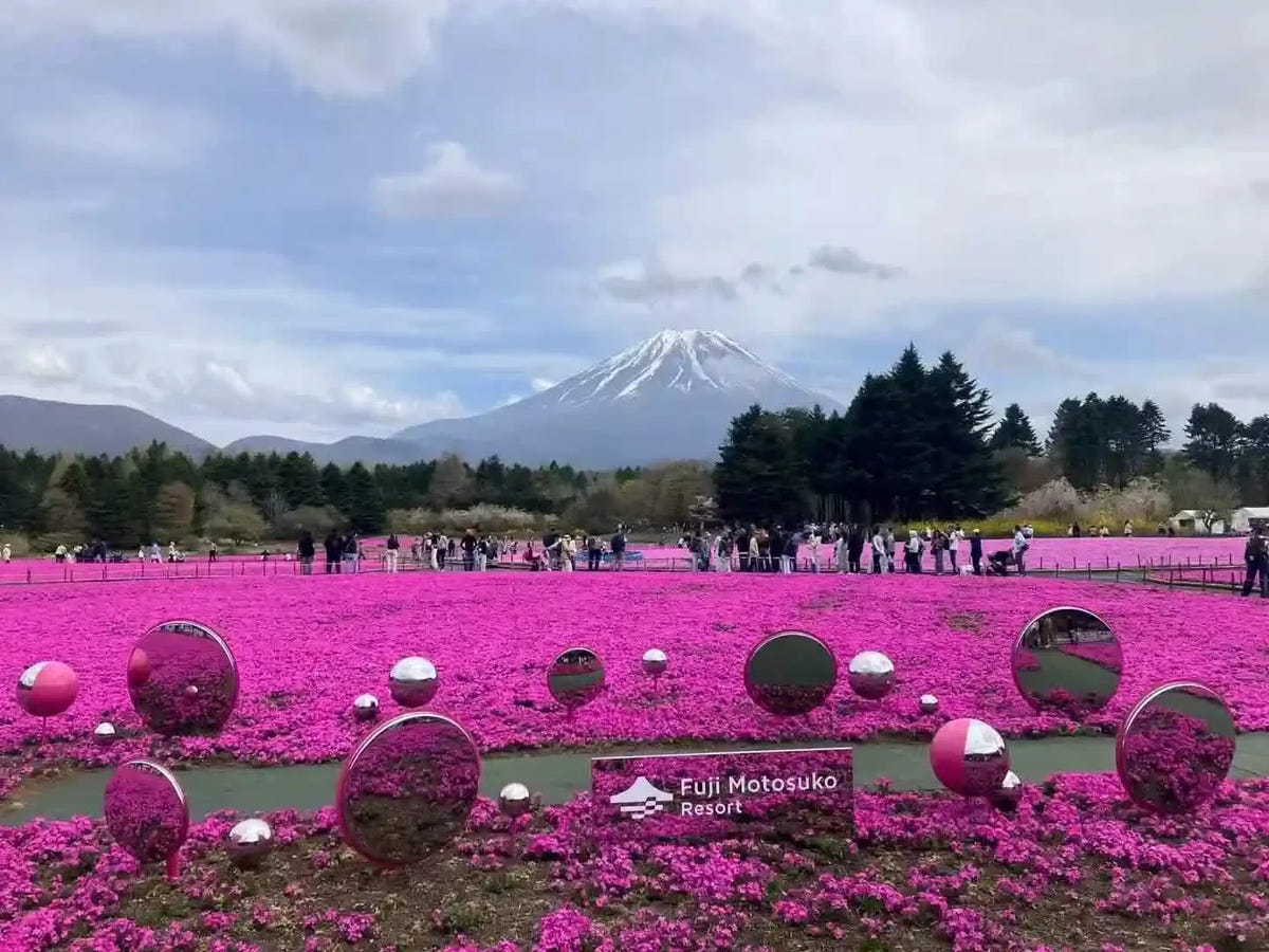 Private Mt Fuji Shibazakura, Oishi Park, Arakurayama Day Tour from Tokyo