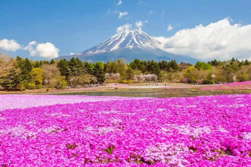 Fuji Shibazakura Festival (1 hour) 
