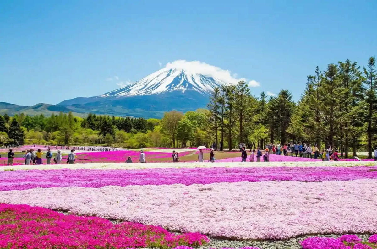 Private Mt Fuji Shibazakura, Oishi Park, Arakurayama Day Tour from Tokyo