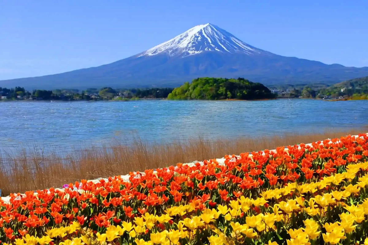 Private Mt Fuji Shibazakura, Oishi Park, Arakurayama Day Tour from Tokyo