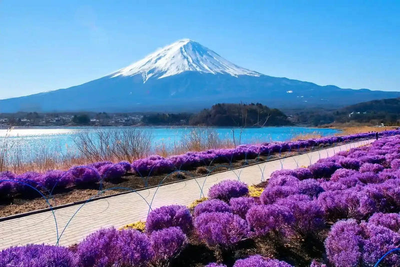Oishi Park (30 minutes)