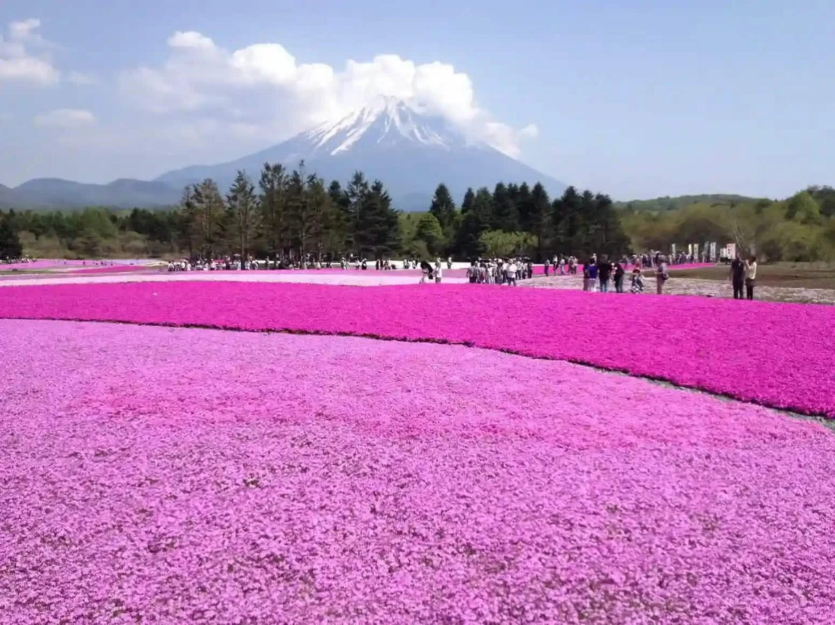 Private Mt Fuji Shibazakura, Oishi Park, Arakurayama Day Tour from Tokyo