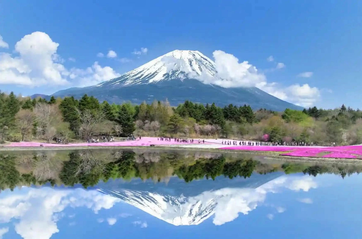 Private Mt Fuji Shibazakura, Oishi Park, Arakurayama Day Tour from Tokyo