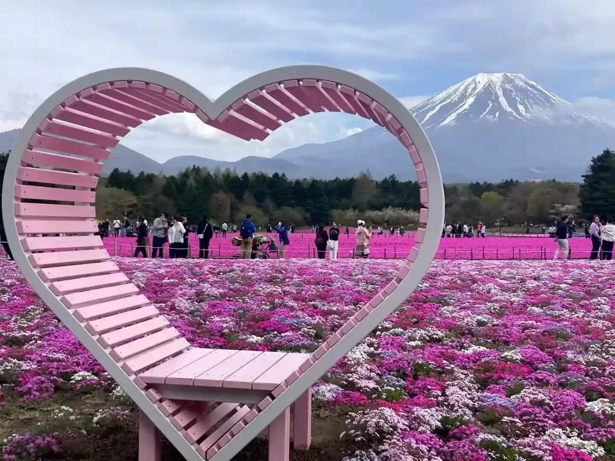Private Mt Fuji Shibazakura, Oishi Park, Arakurayama Day Tour from Tokyo