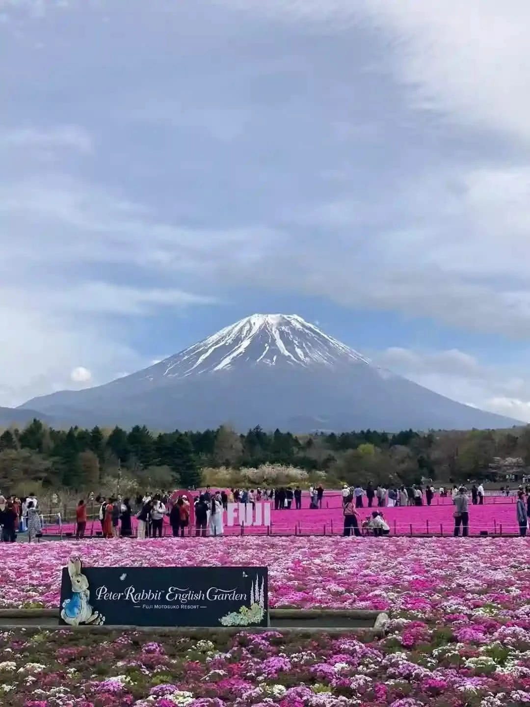 Private Mt Fuji Shibazakura, Oishi Park, Arakurayama Day Tour from Tokyo