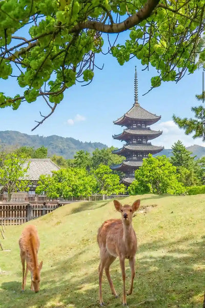 Nara