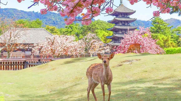 Nara, Uji, Todaiji Temple & Fushimi Inari Taisha from Kyoto/Osaka - Keep Good Trip