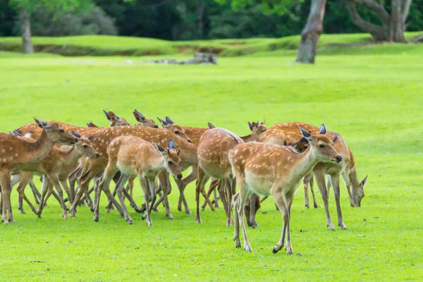 Nara