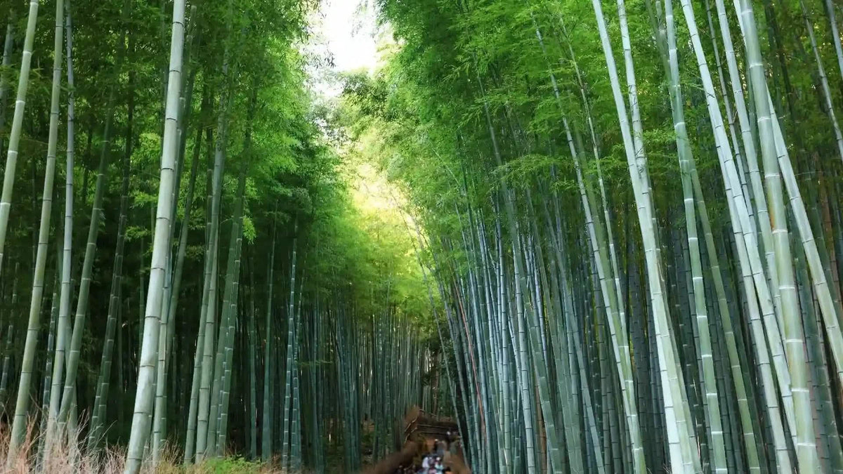 Arashiyama Sagano Train, Nara Park, Fushimi Inari Taisha Tour from  Osaka