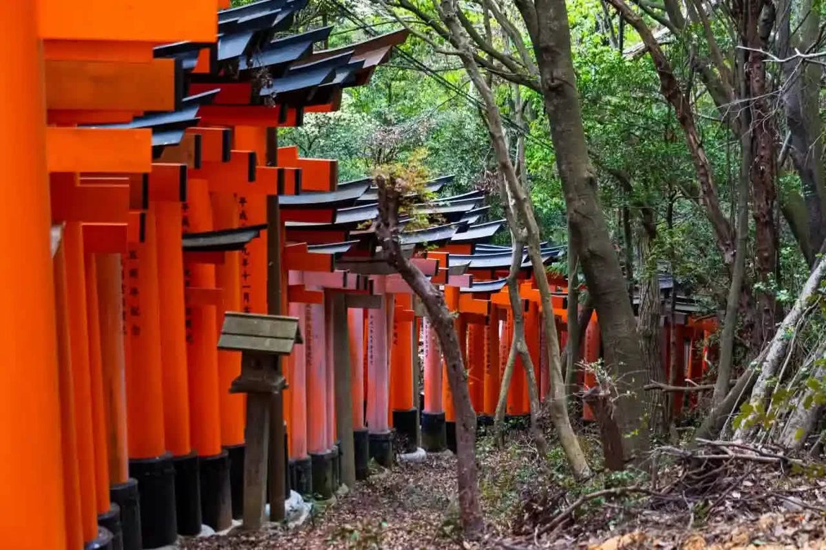 Fushimi Inari Taisha, Arashiyama, Nara from Osaka Hotel Pickup