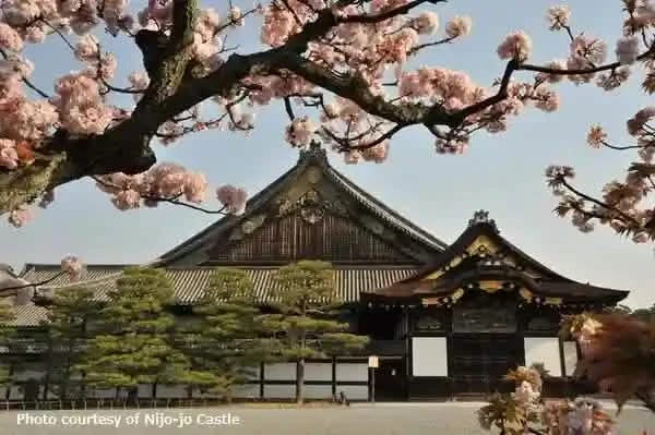 Nijo Castle, Arashiyama, Kinkaku-ji & Fushimi Inari from Kyoto/Osaka