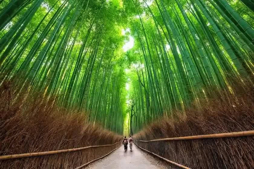 Arashiyama Sagano Train, Nara Park, Fushimi Inari Taisha Tour from  Osaka