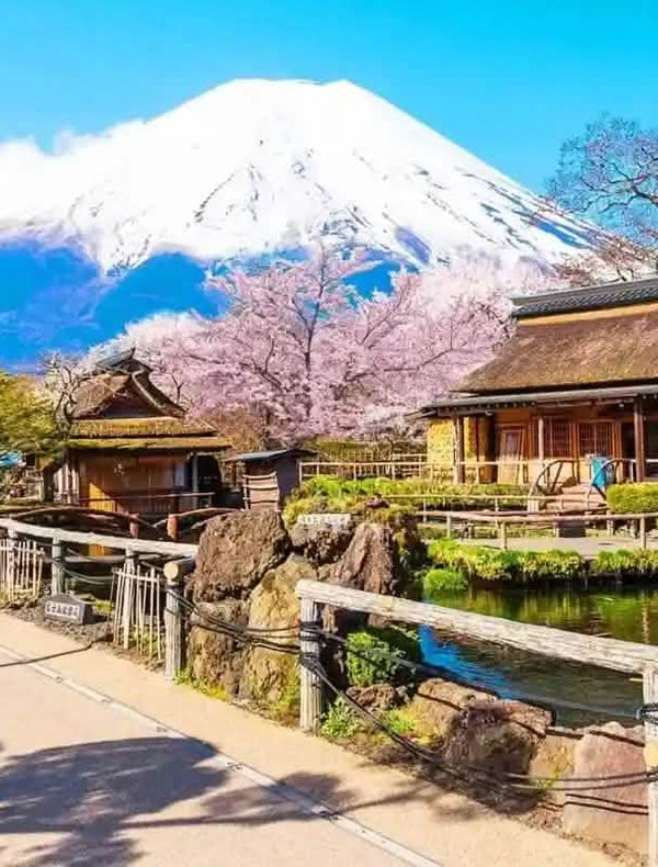 Cherry Blossom