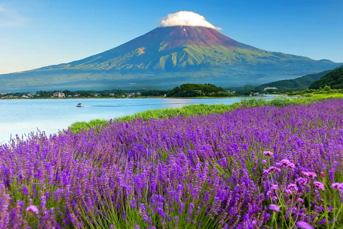 Mt. Fuji Day Tour: Saiko Iyashi-no-Sato, Kawaguchiko & Chureito Pagoda from Tokyo
