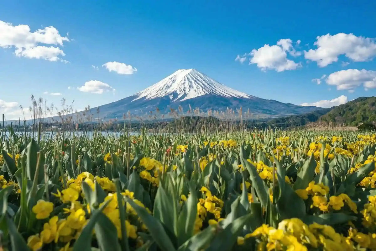 Private Mt Fuji Day Tour: Chureito Pagoda, Oshino Hakkai & Yamanaka from Tokyo