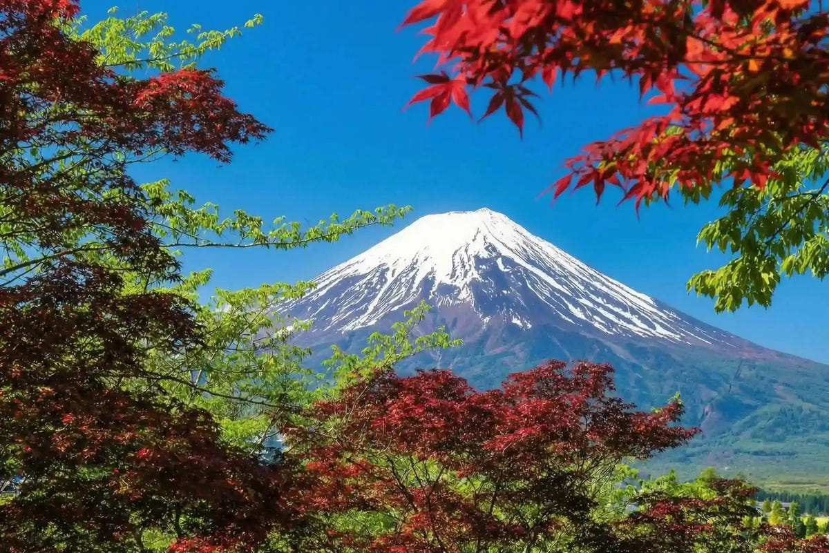 Private Mt Fuji Shibazakura, Oishi Park, Arakurayama Day Tour from Tokyo