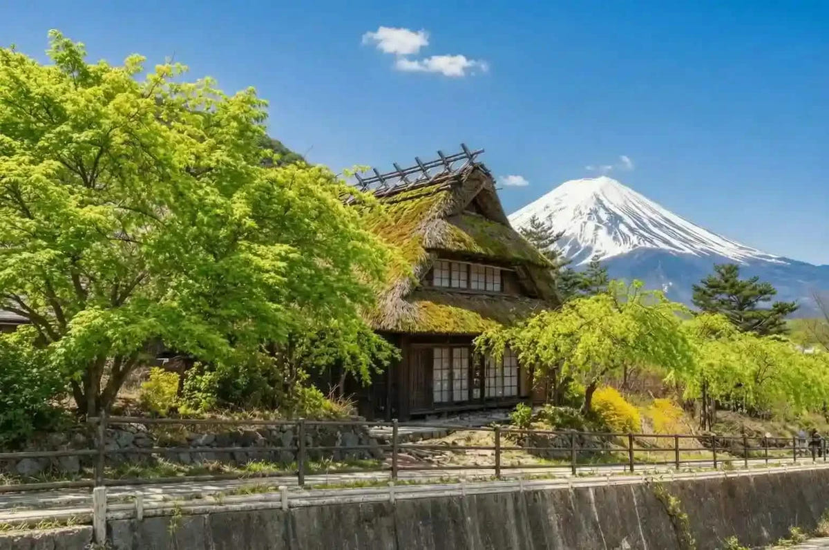 Private Mt Fuji Shibazakura, Oishi Park, Arakurayama Day Tour from Tokyo
