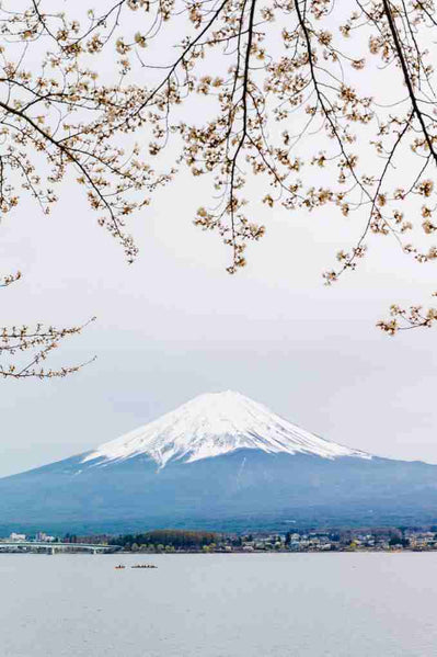 Cherry Blossom