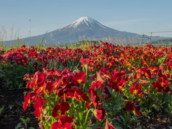 Mount Fuji Private Tour: Custom Itinerary from Tokyo