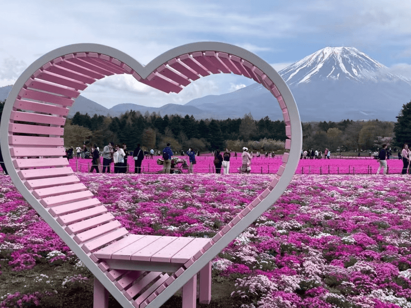 Mt Fuji Shibazakura, Oishi Park, Arakurayama Day Tour from Tokyo - Keep Good Trip